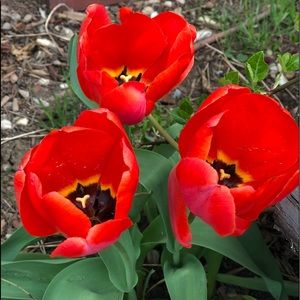 Meet your Posher, Jeannie